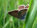 Plebejus_argus_kangassinisiipi_IMG_0143.JPG