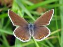 Plebejus_argus_kangassinisiipi_IMG_0145.JPG