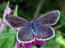 Plebejus_argus_kangassinisiipi_IMG_0344.jpg