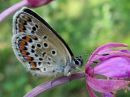 Plebejus_argus_kangassinisiipi_IMG_0346.jpg