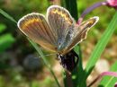 Plebejus_argus_kangassinisiipi_IMG_0355.jpg