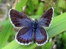 Plebejus_argus_kangassinisiipi_IMG_0373.jpg