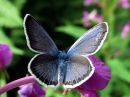 Plebejus_argus_kangassinisiipi_IMG_0383.jpg