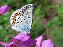 Plebejus_argus_kangassinisiipi_IMG_0384.jpg