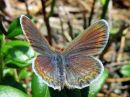 Plebejus_argus_kangassinisiipi_IMG_0440.jpg