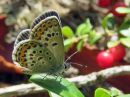 Plebejus_argus_kangassinisiipi_IMG_0451.jpg