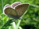 Plebejus_argus_kangassinisiipi_IMG_0459.JPG