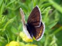 Plebejus_argus_kangassinisiipi_IMG_0538.JPG