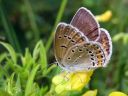 Plebejus_argus_kangassinisiipi_IMG_0539.JPG