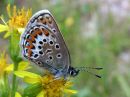 Plebejus_argus_kangassinisiipi_IMG_1239.jpg