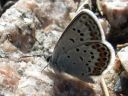 Plebejus_argus_kangassinisiipi_IMG_2944.JPG