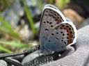 Plebejus_argus_kangassinisiipi_IMG_2949.JPG