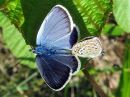 Plebejus_argus_kangassinisiipi_IMG_3861.jpg