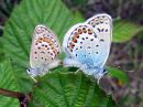 Plebejus_argus_kangassinisiipi_IMG_3872.jpg