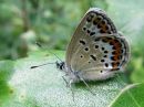 Plebejus_argus_kangassinisiipi_IMG_3881.jpg