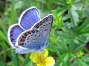 Plebejus_argus_kangassinisiipi_IMG_3916.jpg