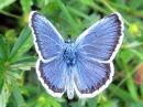 Plebejus_argus_kangassinisiipi_IMG_3918.jpg