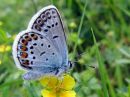 Plebejus_argus_kangassinisiipi_IMG_3928.jpg