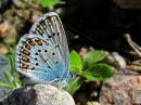 Plebejus_argus_kangassinisiipi_IMG_5068.jpg