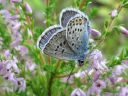 Plebejus_argus_kangassinisiipi_IMG_5422.JPG