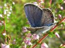 Plebejus_argus_kangassinisiipi_IMG_5425.JPG