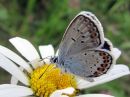 Tiedostonimi=Plebejus_argus_kangassinisiipi_IMG_6767.jpg
Tiedostokoko=61kt
Koko=600x450
Lisätty=13.02.2020 Plebejus_argus_kangassinisiipi_IMG_6767.jpg