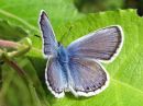 Plebejus_argus_kangassinisiipi_IMG_7283.jpg