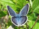 Plebejus_argus_kangassinisiipi_IMG_7294.jpg