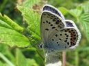 Plebejus_argus_kangassinisiipi_IMG_7296.jpg