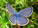 Plebejus_argus_kangassinisiipi_IMG_7327.jpg