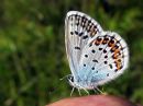 Plebejus_argus_kangassinisiipi_IMG_7349.jpg