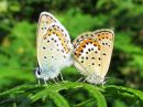 Plebejus_argus_kangassinisiipi_IMG_7633.jpg