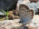 Plebejus_argus_kangassinisiipi_IMG_7638.jpg