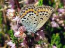 Plebejus_idas_ketosinisiipi_IMG_0463.jpg