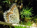 Plebejus_idas_ketosinisiipi_IMG_0479.jpg