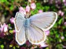 Plebejus_idas_ketosinisiipi_IMG_0486.jpg