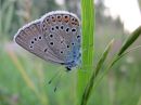 Plebejus_idas_ketosinisiipi_IMG_1131.jpg