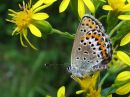 Plebejus_idas_ketosinisiipi_IMG_1236.jpg