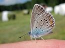 Plebejus_idas_ketosinisiipi_IMG_1263.jpg