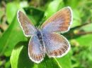 Plebejus_idas_ketosinisiipi_IMG_3883.jpg