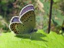 Plebejus_idas_ketosinisiipi_IMG_3897.jpg