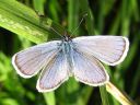 Plebejus_idas_ketosinisiipi_IMG_3990.jpg