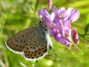 Plebejus_idas_ketosinisiipi_IMG_4026.jpg