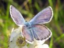 Plebejus_idas_ketosinisiipi_IMG_4029.jpg