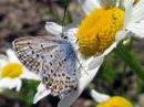 Plebejus_idas_ketosinisiipi_IMG_4658.jpg