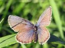 Plebejus_idas_ketosinisiipi_IMG_4845.jpg