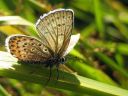 Plebejus_idas_ketosinisiipi_IMG_4849.jpg