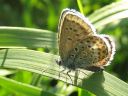 Plebejus_idas_ketosinisiipi_IMG_4850.jpg