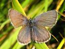 Plebejus_idas_ketosinisiipi_IMG_4855.jpg