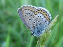 Plebejus_idas_ketosinisiipi_IMG_4858.jpg